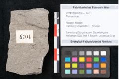 Foto (Objekt + Etikett) von Plantae indet.  (NHMW-GEO-2024-0188-6704)
